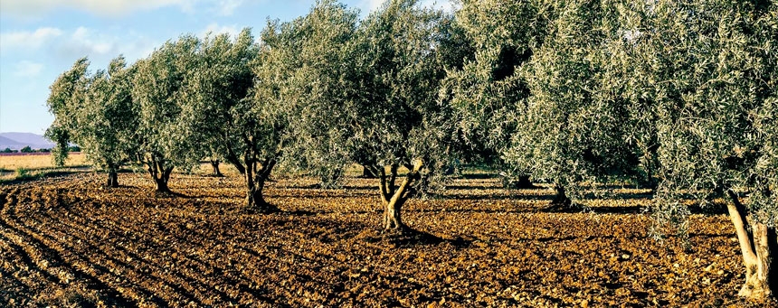  Unveiling the Liquid Gold: A Dive into Greek Extra Virgin Olive Oil